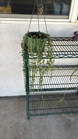 String Of Pearls