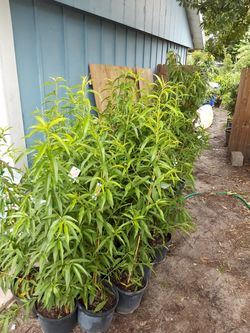 Florida peach and necterine trees. Low chill hours