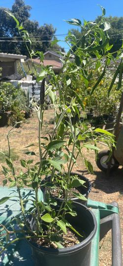 Chiles de árbol