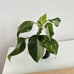 White Wizard Philodendron