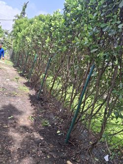 Fence Post Holes Trench