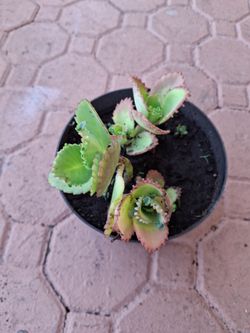 Mother of Thousands