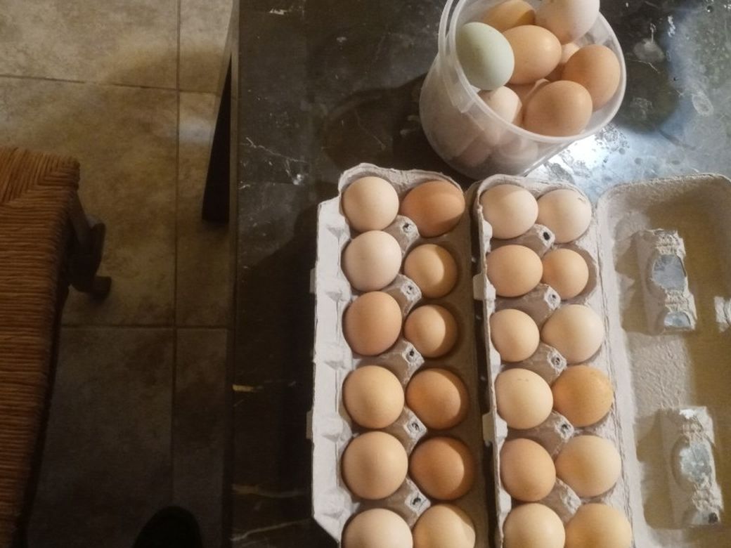 Huevos Organicos/ Organic Eggs