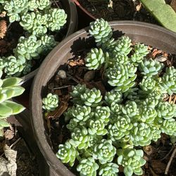 Succulents Plants 4” 🪴