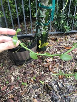 8 inch vanilla orchid cutting