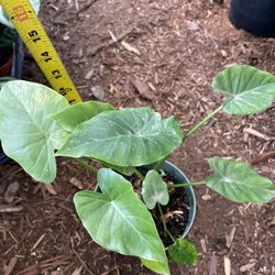 Specialty plant, variegated Alocasia, exact plant (6” pot); 95820