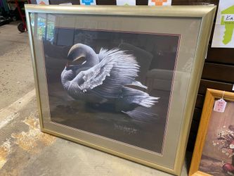 Resting Swan Framed Color Pencil Print by M. Reagan