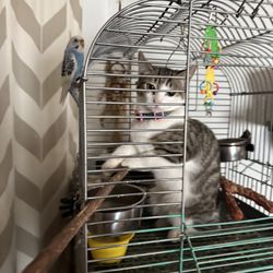 Bird Cage 