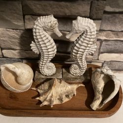 Costal Seahorse And Seashells 