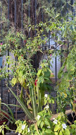 Plantas comestibles