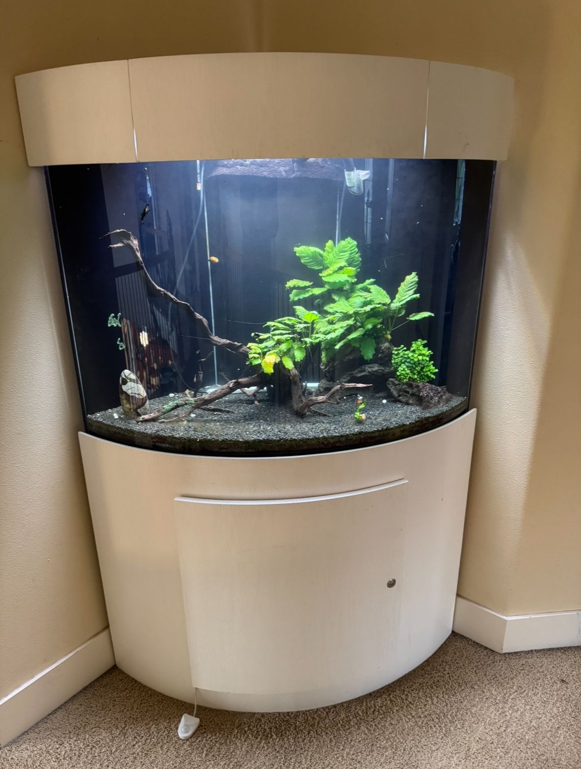95-Gallon Corner Aquarium with Stand and Equipment