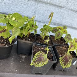 Small Coleus Plants Variety 
