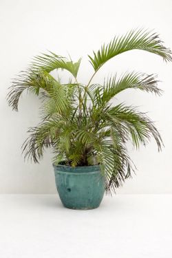 Jarrón Con Planta Natural