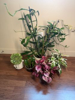 5 plants bundle
