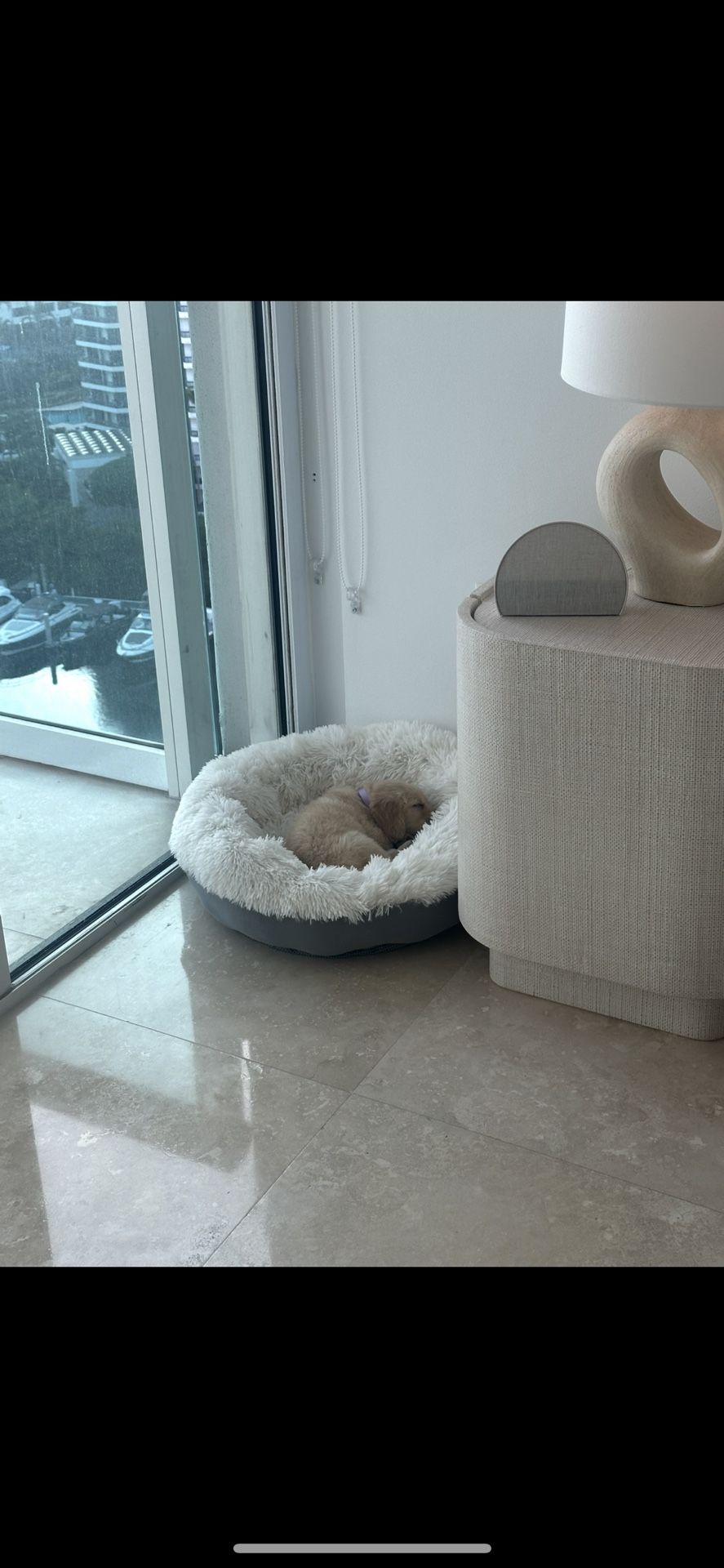 Dog Bed (not Including Puppy)
