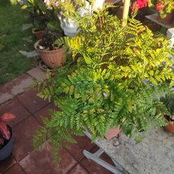 Assorted Ferns 