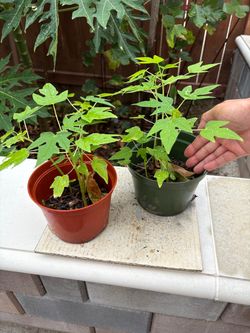 A pot of 5 Papayas plants only $10
