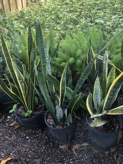 Snake Plant- Natural Air Purifier- Indoor/Outdoor