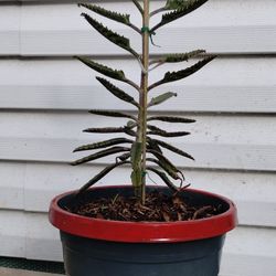 Mexican Hat Plant (Kalanchoe Daigremontiana)