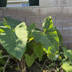 Elephant, Ears Of All Different Sizes And Pepper Plants