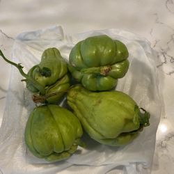 Chayote for Planting