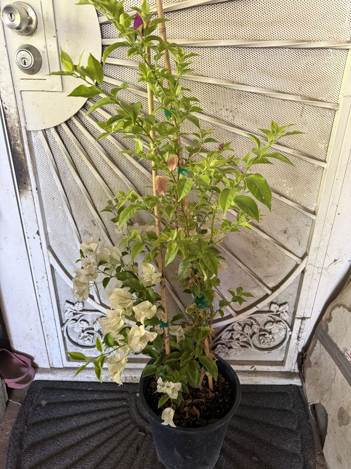 White And purple Bougainville Plant Flower