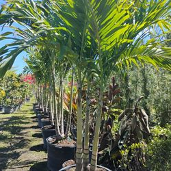 Christmas Palm Trees 25gl $120🌴