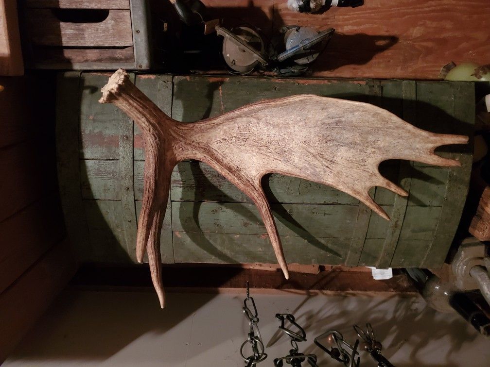 Large Wild Moose Antler Shed, Display, Craft, Cabin, Cottage