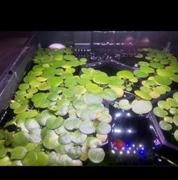 Floating aquarium plants