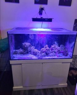 110g reef tank with stand. Full setup $250