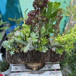 Succulents Y Cactus 🌵 En Tronko