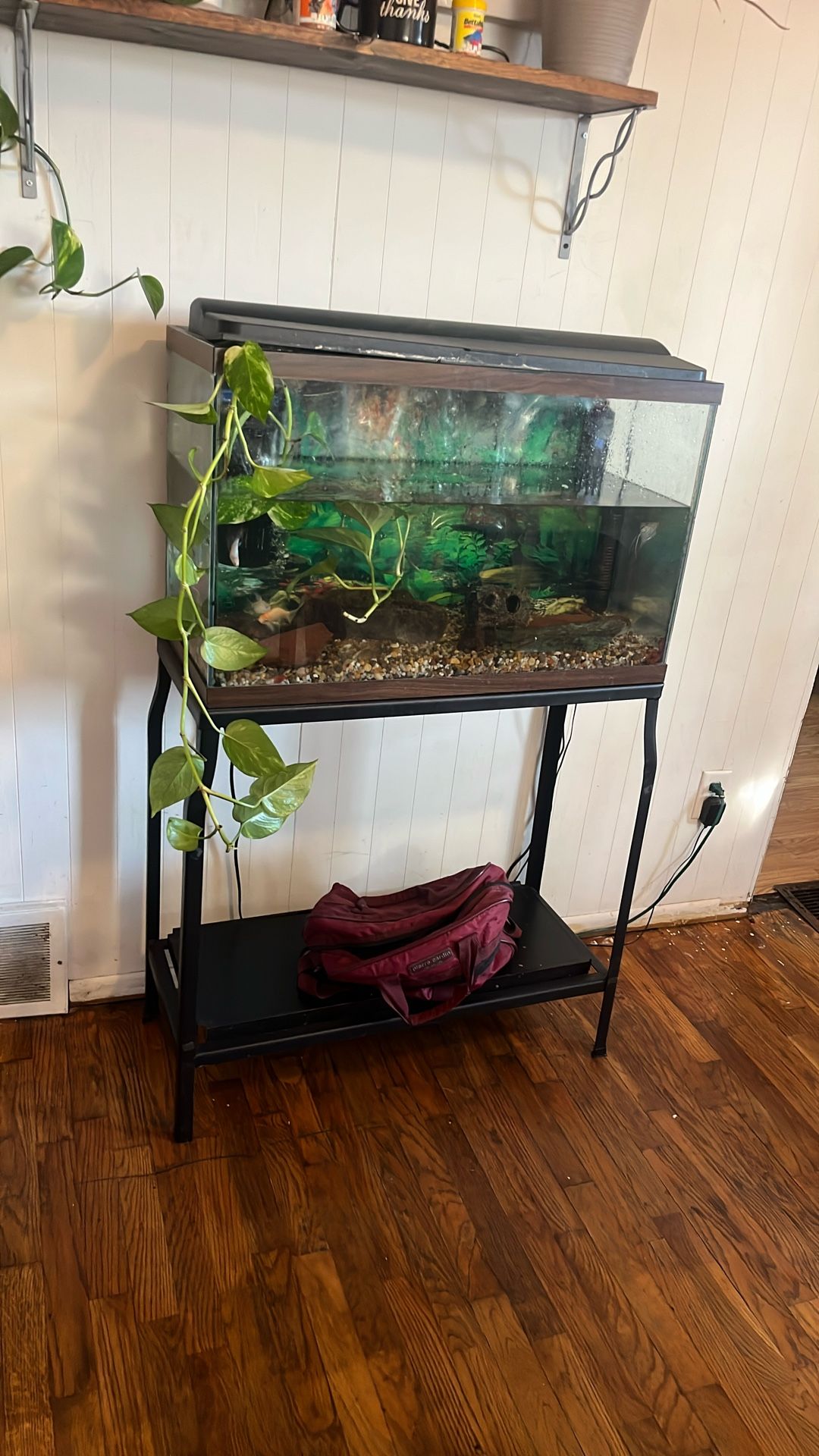30 Gallon Fish Tank 