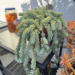 Burro's Tail/Donkey Tail Succulents $20+