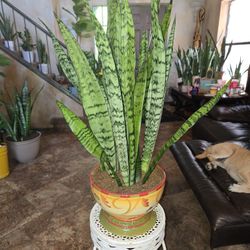2ft 10in Tall Sansevieria Snake Plant In Nice Ceramic Pot 