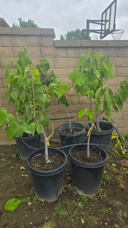 Cherimoya trees 15 gallon