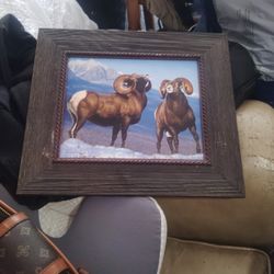 Rumbling rams Canvas