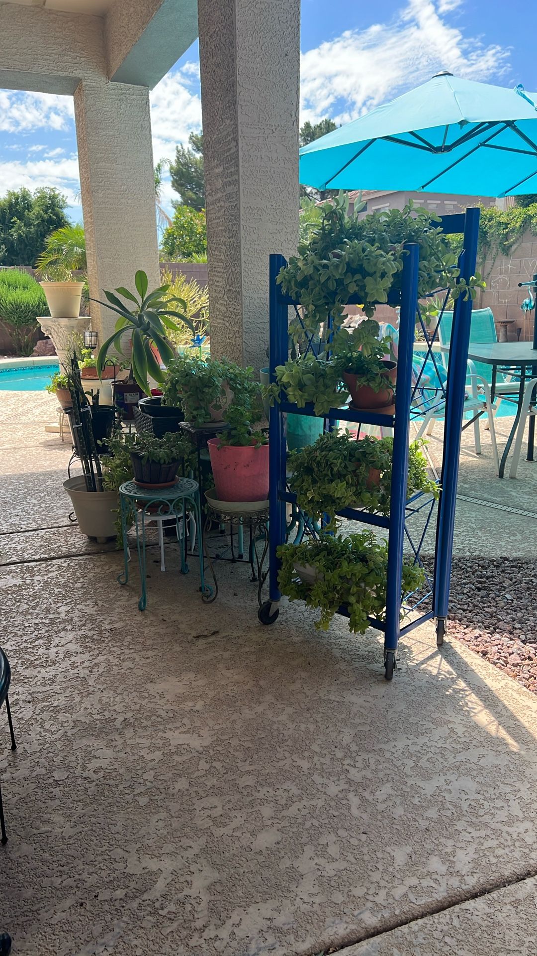 Variety Of Plants On Sale