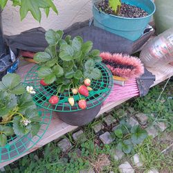 Organic Potted Strawberry  Plants 20.00 