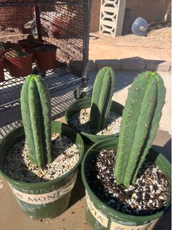 San Pedro Hybrid Cactus.