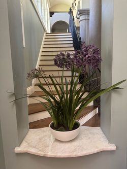 Potted Agapanthus Plant with Purple Blooms