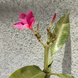 Plumeria Pink