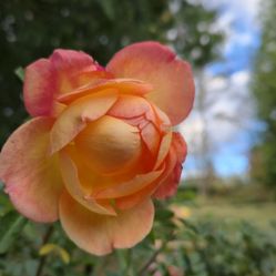 Rose 'Lady Of Shallot David Austin