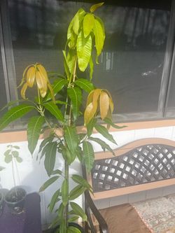 Live Grafted Mango Tree Plant about 6 ft tall