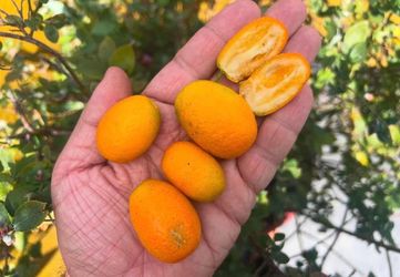 Kumquat Fruit Trees / Árboles De Naranjas Pequeñas $50 each