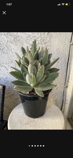 1.5 Gallon Pot Succulent Plant - Kalanchoe Tomentosa Baker - Panda Plant - Rooted & Established - Drought Resistant 🪴 