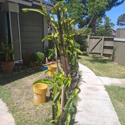 Dragonfruit,Aloe and assorted  catcus