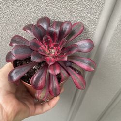 Korean Imported Succulent Plant, In 4 Inch Pot Pick Up Only