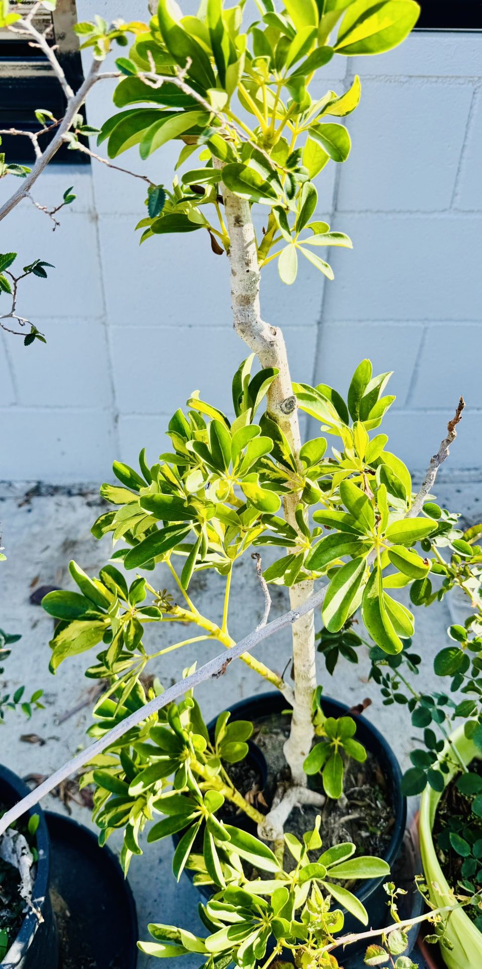 Three Decoration Plants One Pink Rose
