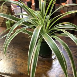 Spider Plant 🪴 