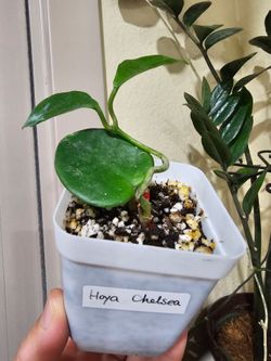 Hoya Chelsea plant in a 3" pot